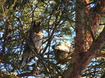 FZ011052 Long-eared owls (Asio otus) in tree.jpg